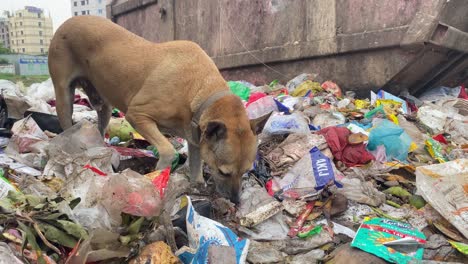 dog eating meat from garbage scrap at an urban waste landfill