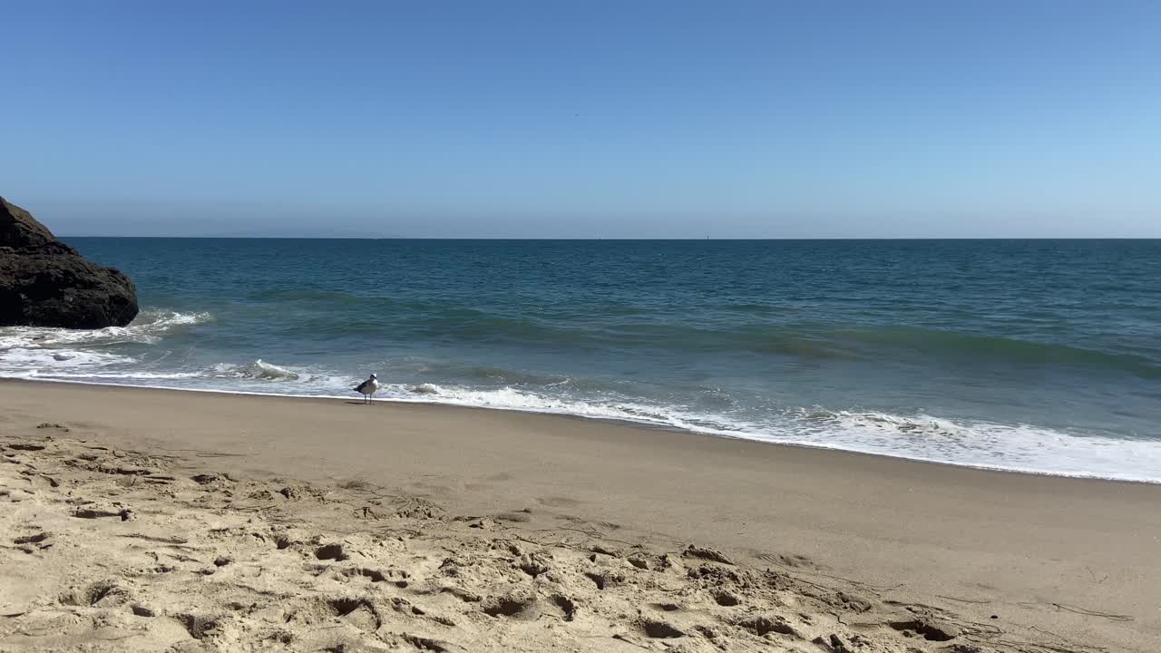 un gabbiano sulla spiaggia che gioca con le onde nella sabbia