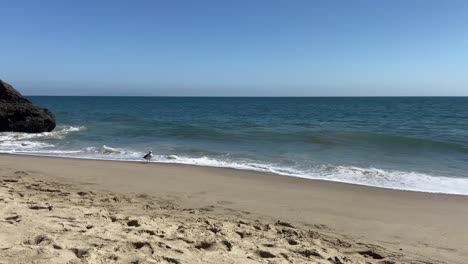 una gaviota en la playa jugando con las olas en la arena