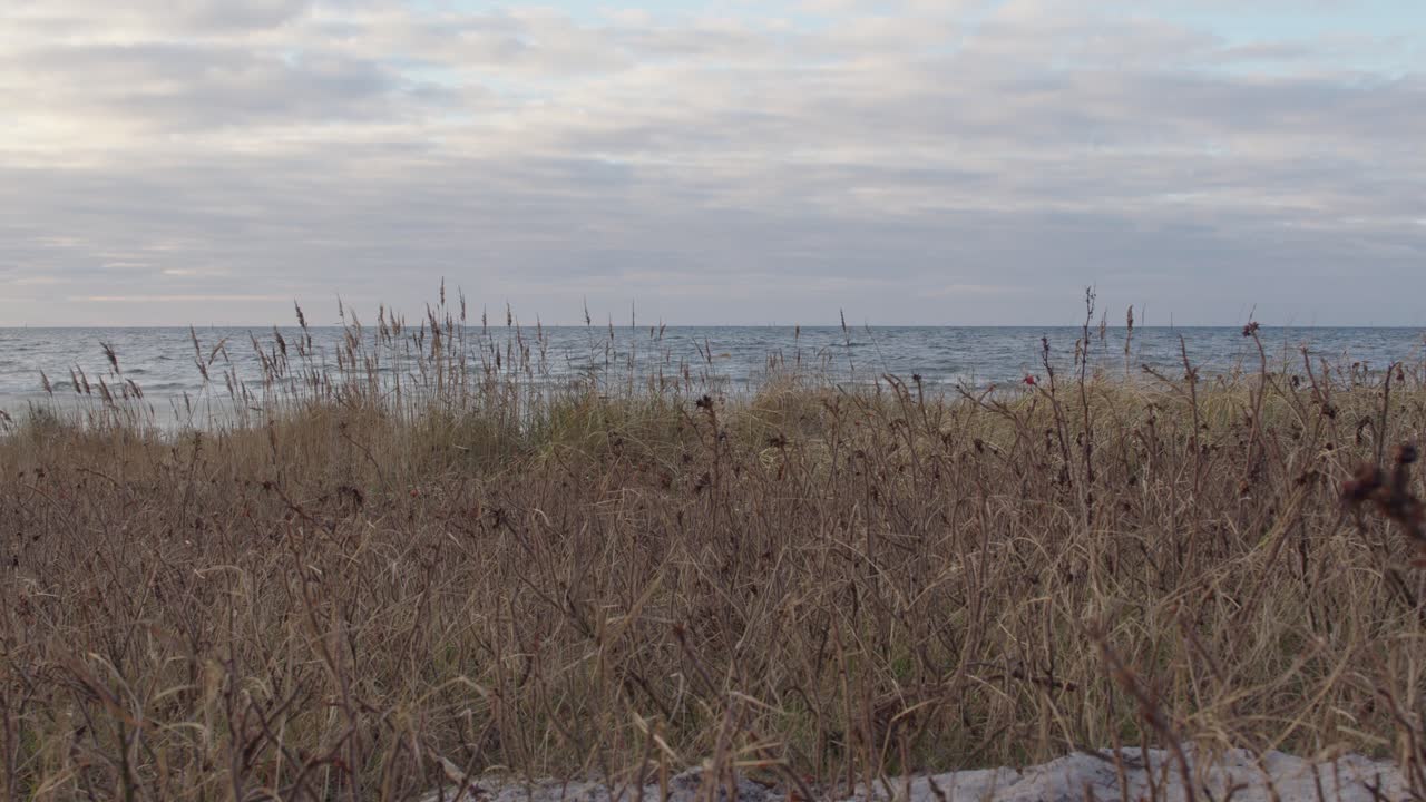 추운 겨울 오후에 해변에서 손을 흔드는 갈대