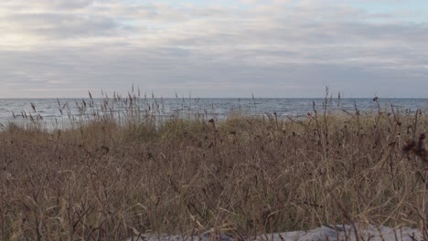 Schilf-Weht-Am-Strand-An-Einem-Kalten-Winternachmittag