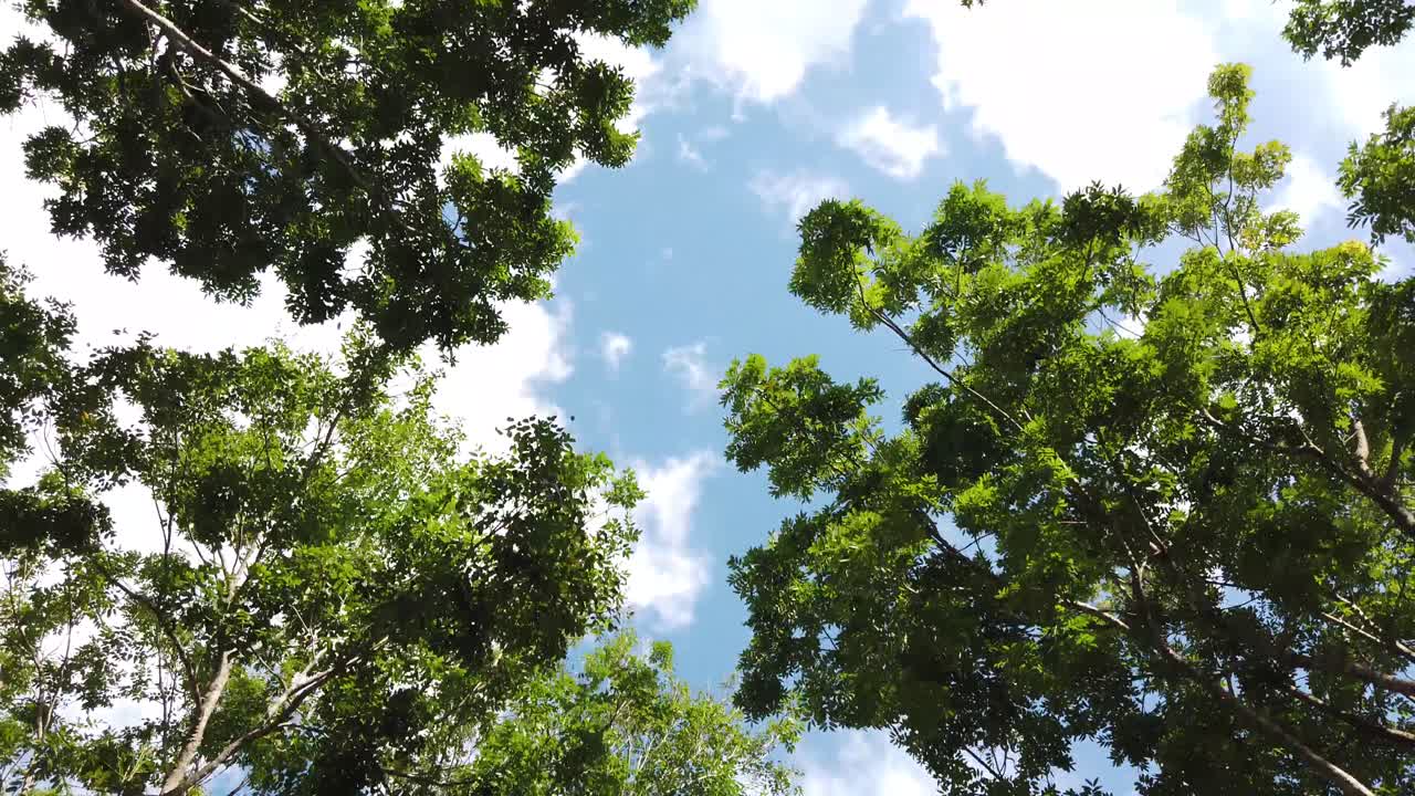 Sguardo verso il cielo, tra gli alberi circostanti