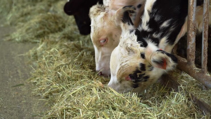 rebanho de vacas comendo feno através de barreiras de alimentação em estábulo na fazenda de gado leiteiro