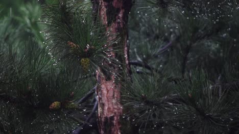rain drops from coniferous leaves on a cloudy and rainy day