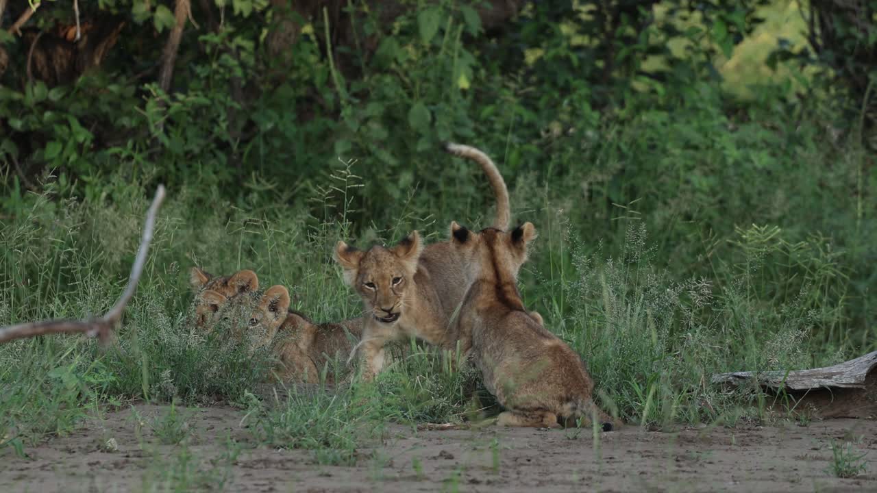 Low angle of cute lion cubs playing Mashatu Game Reserve.
