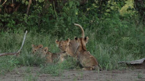 low angle of cute lion cubs playing mashatu game reserve.