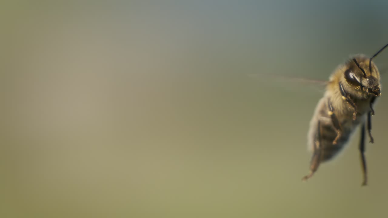 Honey bee fly in a super slow motion. Shot on super slow motion camera 1600 fps. Bees are best known to humans for their ecological roles as pollinators