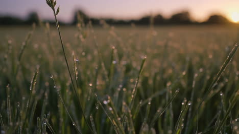 sunrise dew drops on grass