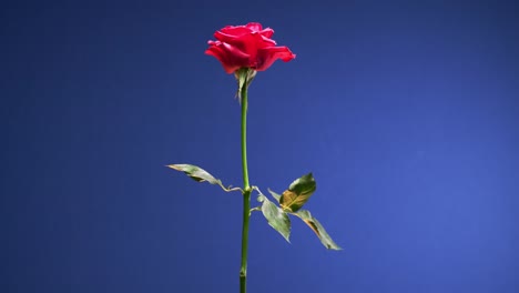 red rose flower with a stem spinning on a blue chromakey background