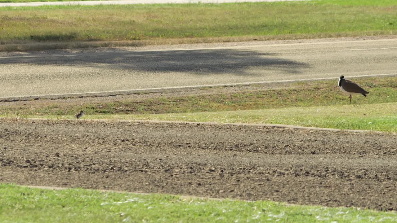 도로  ⁇ 에 가면을 쓴 아기  ⁇ 과 아기  ⁇ 이, 자동차가 배경에서 지나갑니다.
