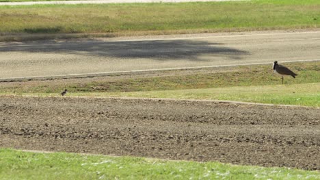 plover de ala de regazo enmascarado y pollo bebé al lado de la carretera, el coche pasa en el fondo