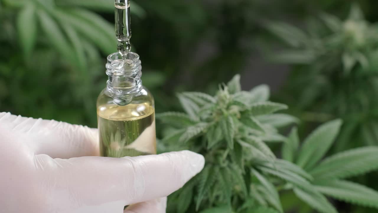 movimiento lento de macro acercamiento de gotas dosificando una planta de cáñamo biológica y ecológica aceite de cbd farmacéutico a base de hierbas de un frasco.