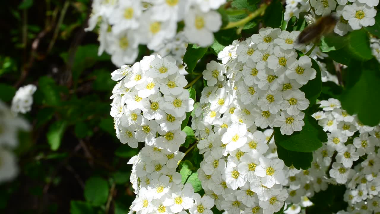 Bush in the spring. Spirea alpine spring flower - white flowering shrub