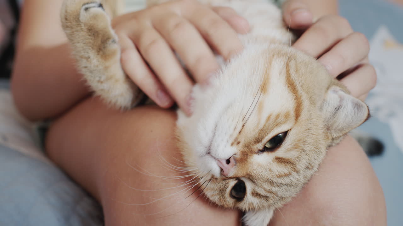 Pet owner gives the ginger cat a relaxing head massage