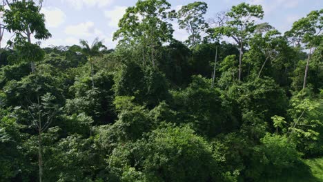 Aéreo:-Dosel-Espeso-árboles-De-La-Selva-Verde-En-La-Selva-Amazónica,-Vegetación-Espesa