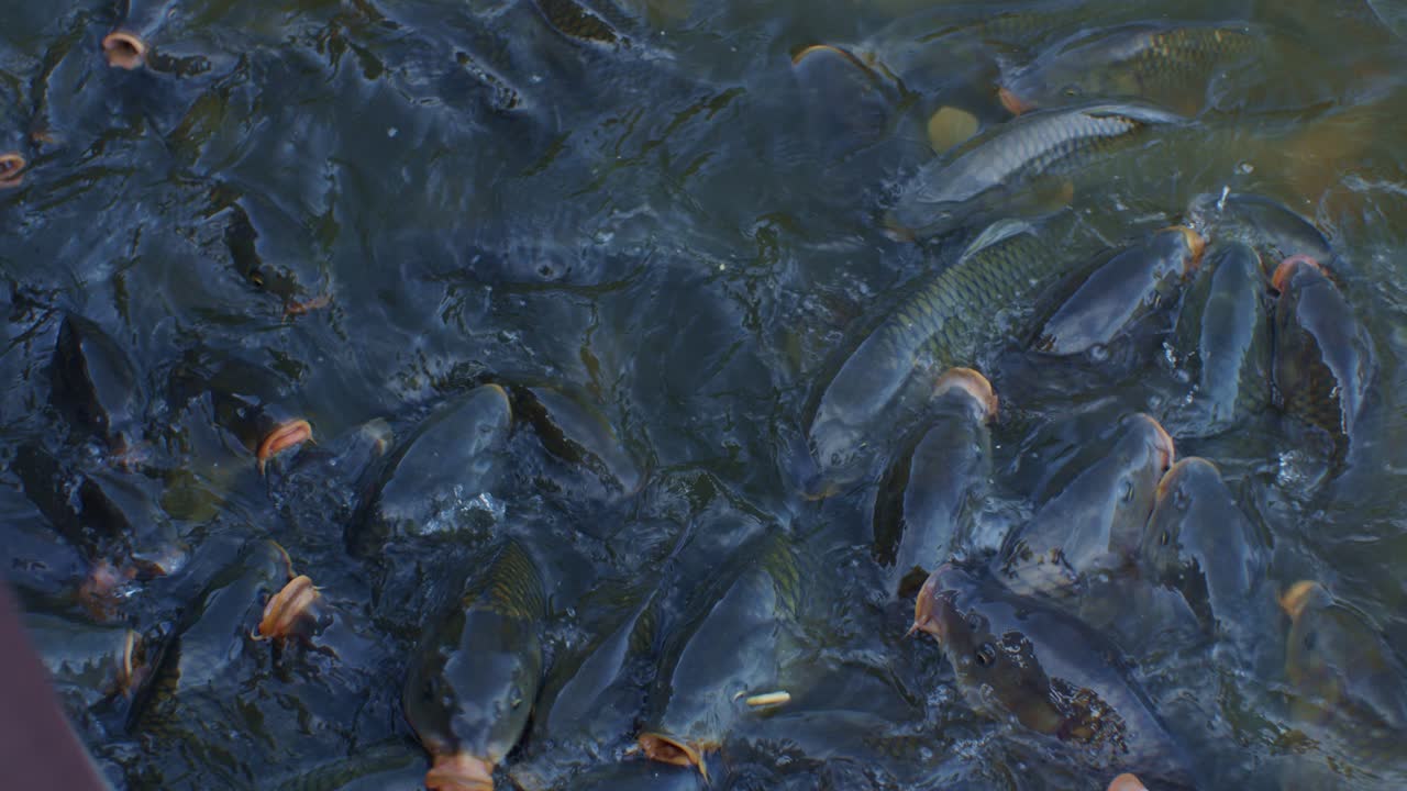 낮에는 호수 물에 많은 물고기, 야생 동물 영화 속도 느린 영상