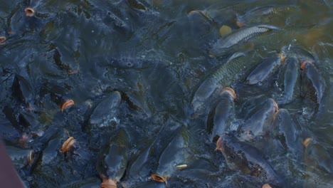Tagsüber-Viele-Fische-Im-Seewasser,-Filmmaterial-Für-Wildtiere-In-Filmischer-Zeitlupe