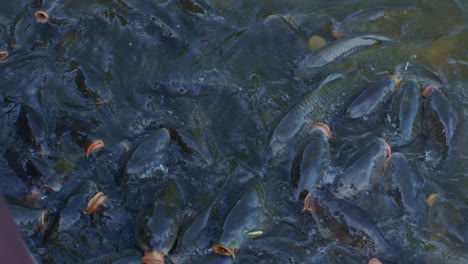 many fishes in the lake water at daytime, footage for wildlife cinematic slow