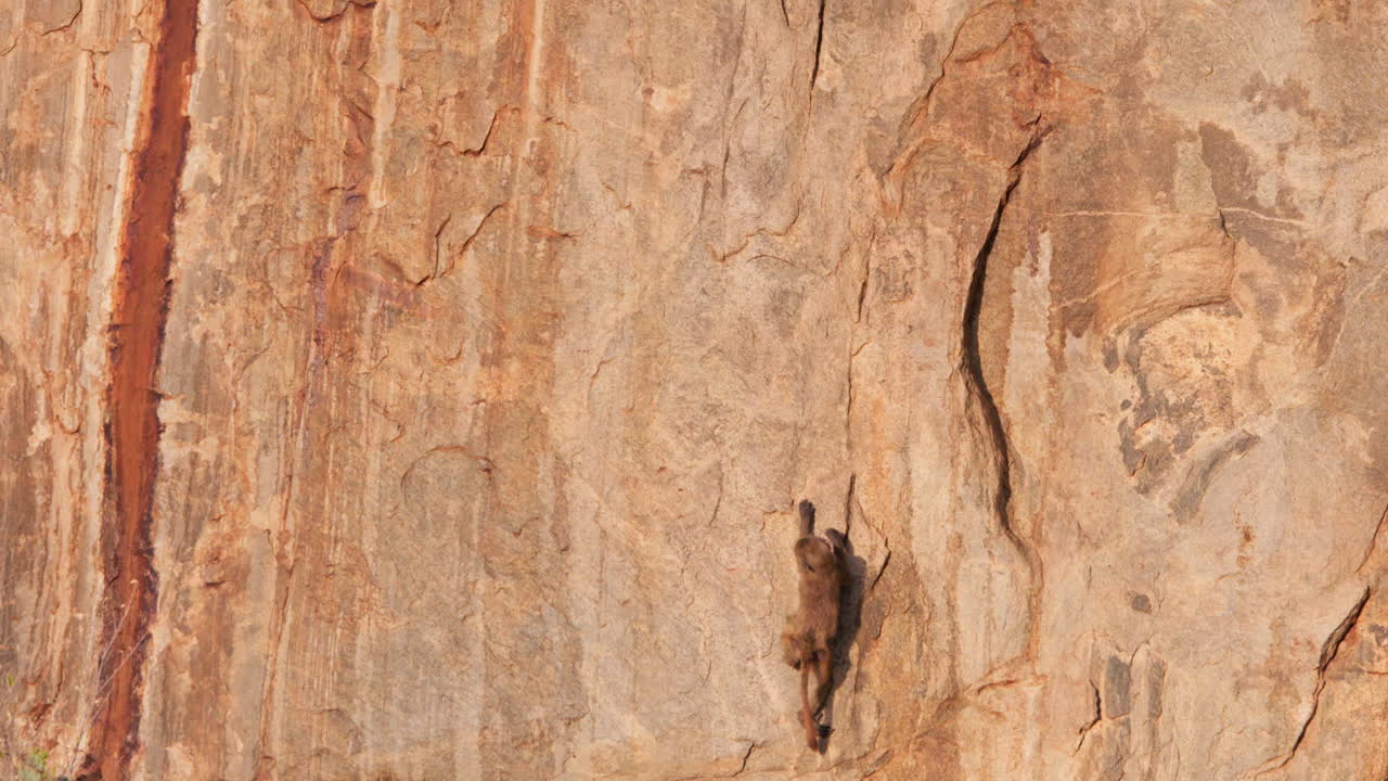 Giovane babbuino verde aggrappato a una parete rocciosa rossa