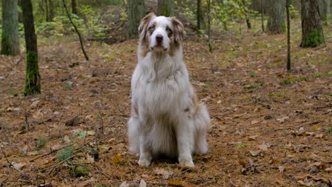 friendly australian shepherd dog sitting in a forest