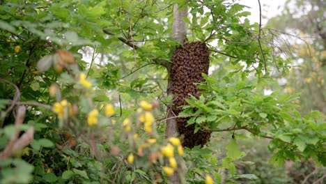 cluster of bees in a tree during summer swarming, the colony forms a large cluster of grapes