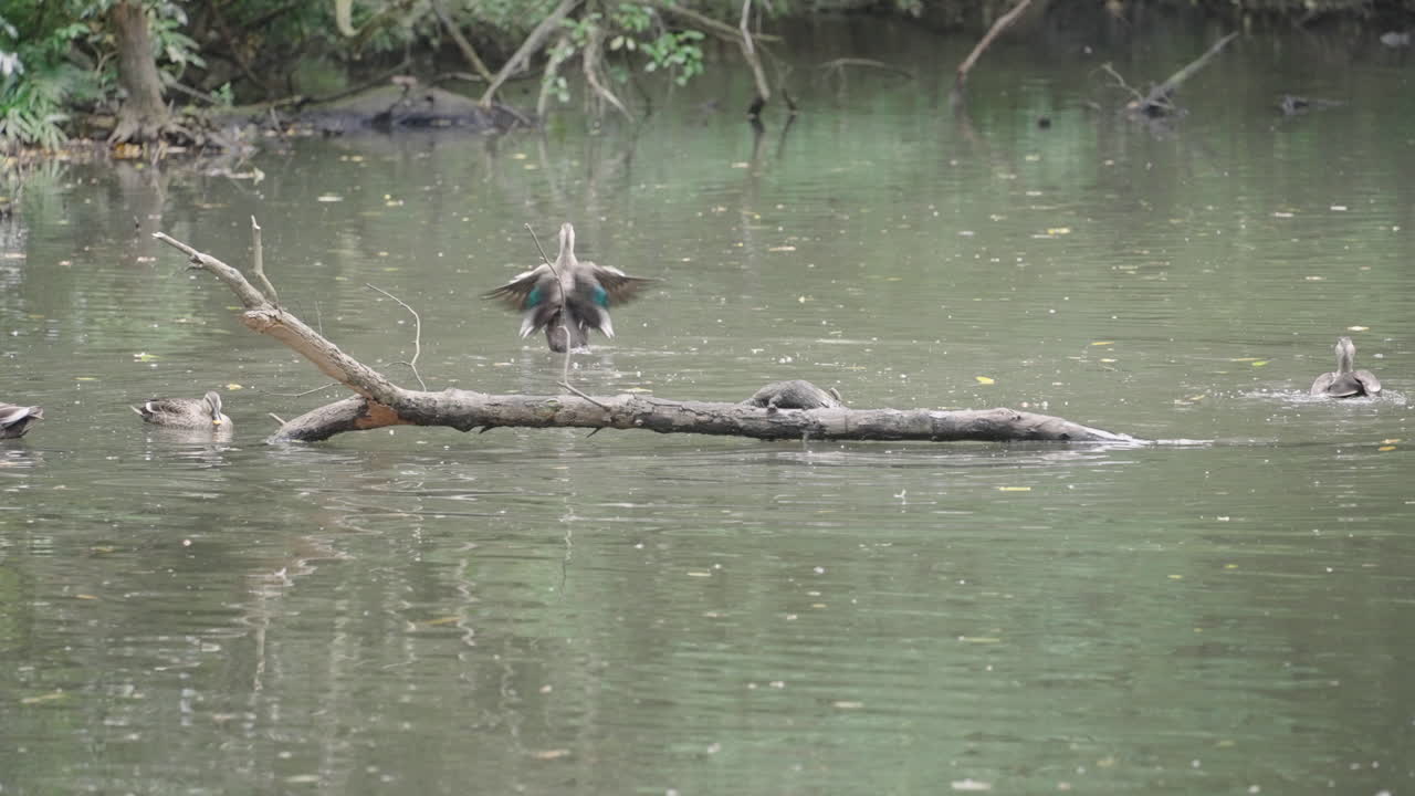восточная пятнистая утка хлопает крыльями на мутной воде пруда