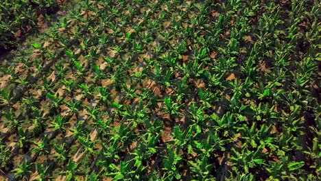 banana plantation aerial view