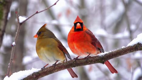 a pair of northern cardinals perched on a snowy branch