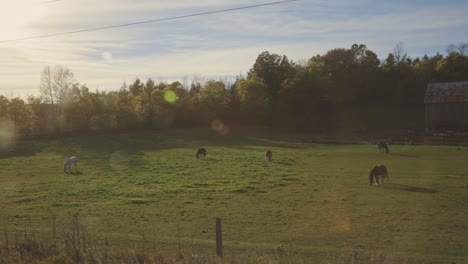 Horses-Grazing-On-Green-Grassy-Meadow-At-Daytime