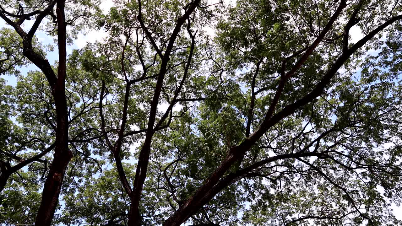 el lapso de tiempo del dosel de los árboles contra el cielo.