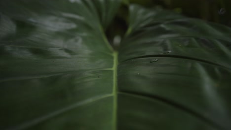 macro de hojas cerosas en la selva forestal