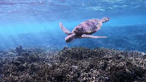 Gefährdete-Grüne-Meeresschildkröte,-Die-Im-Sommer-Unter-Dem-Blauen-Meer-Schwimmt,-Um-Futter-Zu-Suchen