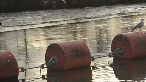 Boyas-De-Agua-Flotante-En-El-Río-Con-Gaviotas