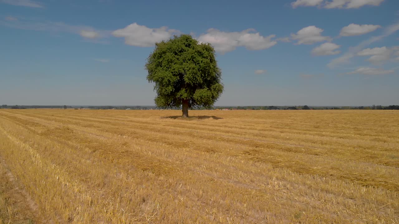 Volo aereo su campo di grano con un unico albero solitario