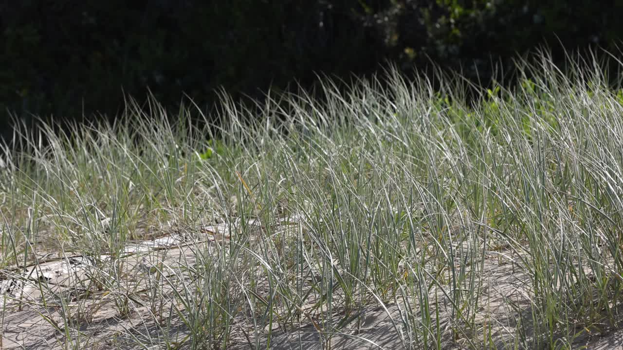 Wind blowing through a field of tall grass