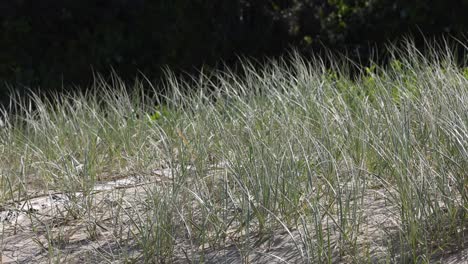 wind blowing through a field of tall grass