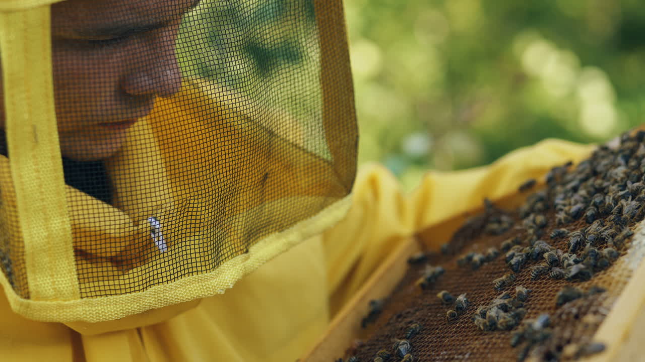 Beekeeper inspecting beehive