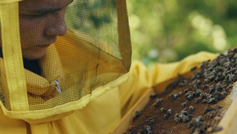 beekeeper inspecting beehive