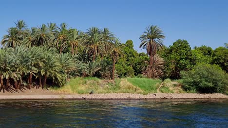 bank of the nile river