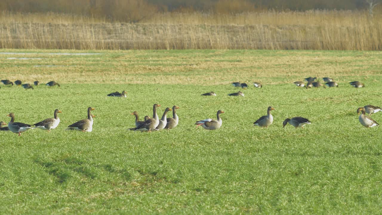 이주 시즌, 화창한 봄날, 먼 중간 샷 동안 북부 유럽의 녹색 농경지에서 번식하는 아름다운 그레이래그 거위 무리