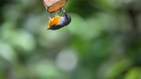 El-Pájaro-Pájaro-Carpintero-De-Vientre-Naranja-Está-Comiendo-Un-Plátano-Maduro-Que-Cuelga