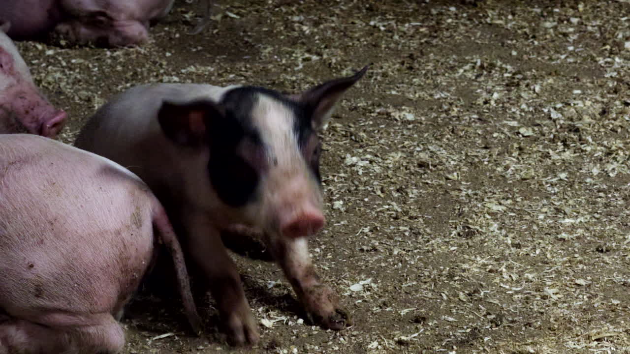 Swine breeding farming management, agricultural business facilities