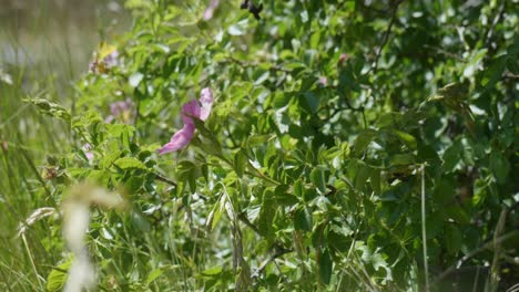 Graceful-pink-blooms-in-the-wind:-A-close-up-enchantment-in-captivating-stock-footage