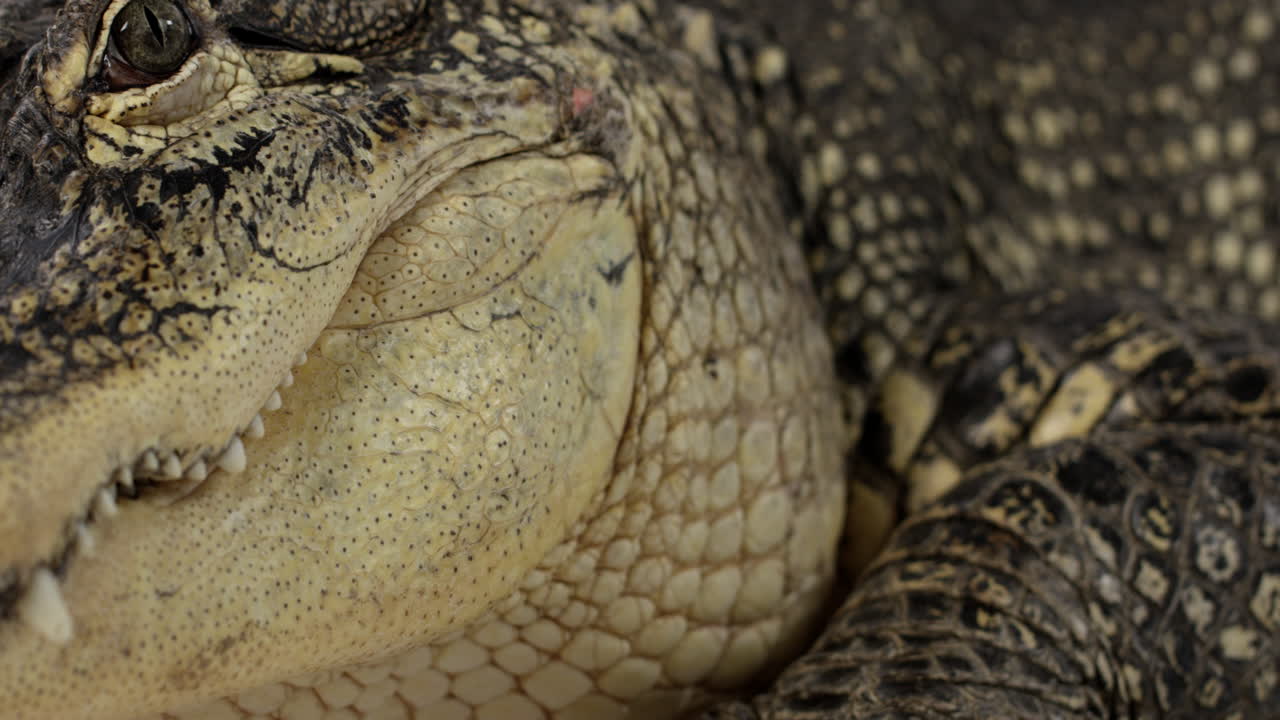 caimán americano - tiro panorámico desde las patas delanteras hasta la cara