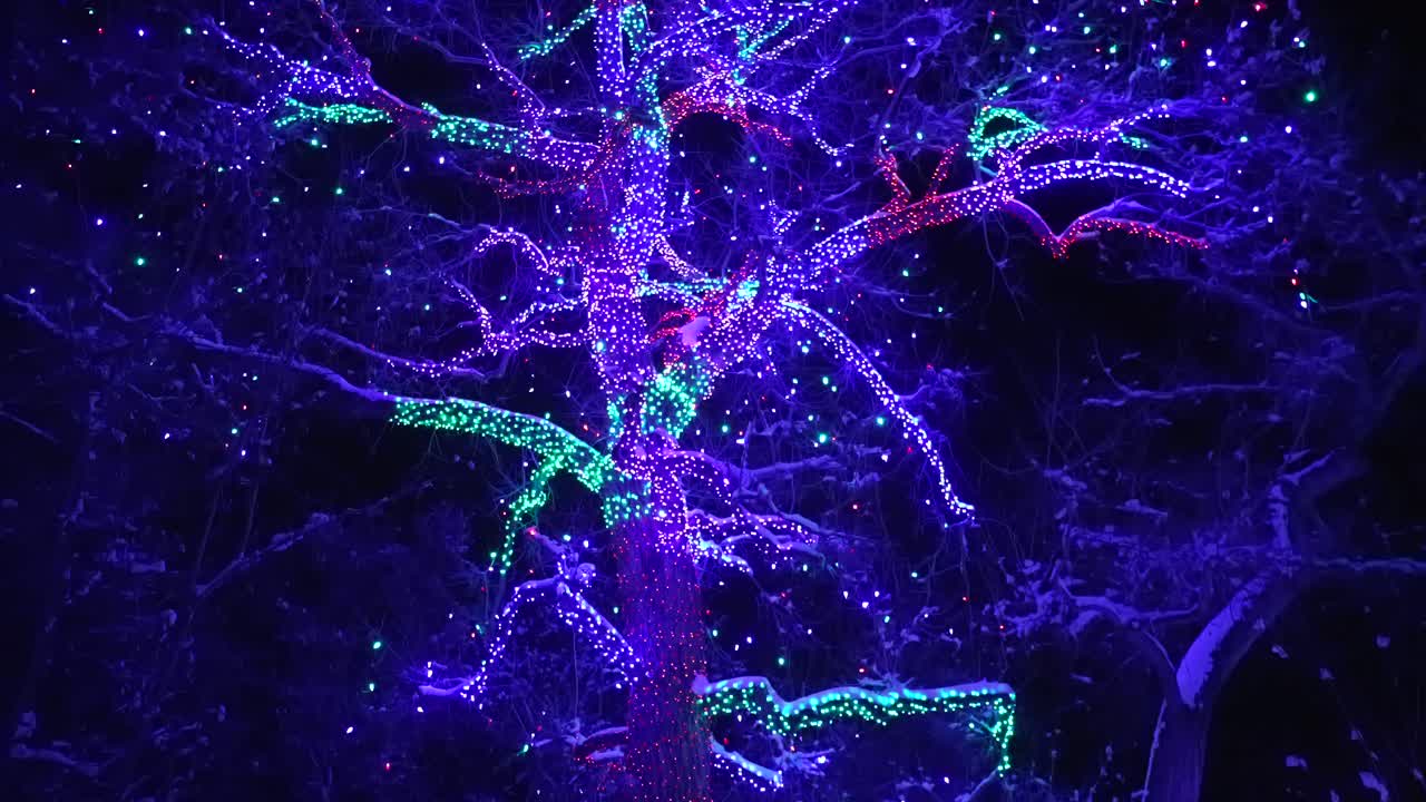 Chatfield Botaniske Haver Farms Lyssti med farverige LED-lilla snedækkede træstammer, julebelysningsrute, julebegivenhedsfestival i Littleton, Colorado, Denver. Nat, aften, skumring, panorering opad.