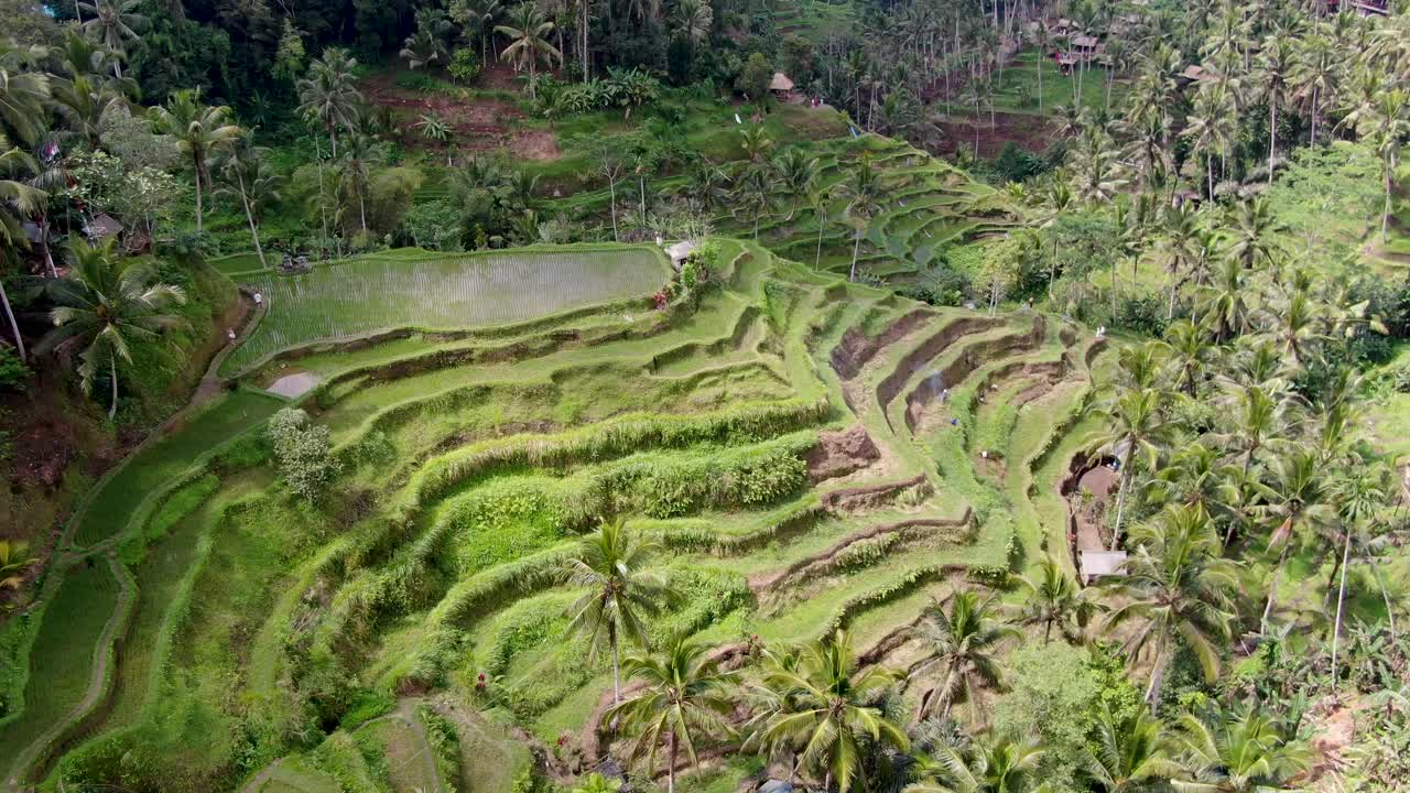 icónica atracción turística de la terraza de arroz en la isla de bali, vista aérea de drones