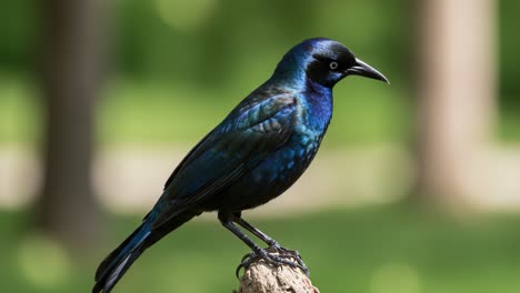 a beautiful bird in nature: captivating shots of a stunning iridescent avian on a branch surrounded by lush greenery, showcasing its unique coloration and grace