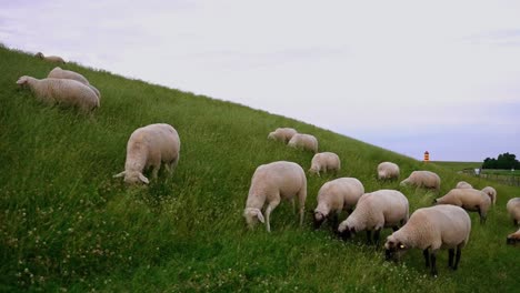 Toma-De-Alta-Calidad-De-Muchas-Ovejas-Pastando-En-Un-Prado-En-La-Ladera-De-Una-Colina-Con-Buen-Tiempo-En-Alemania.