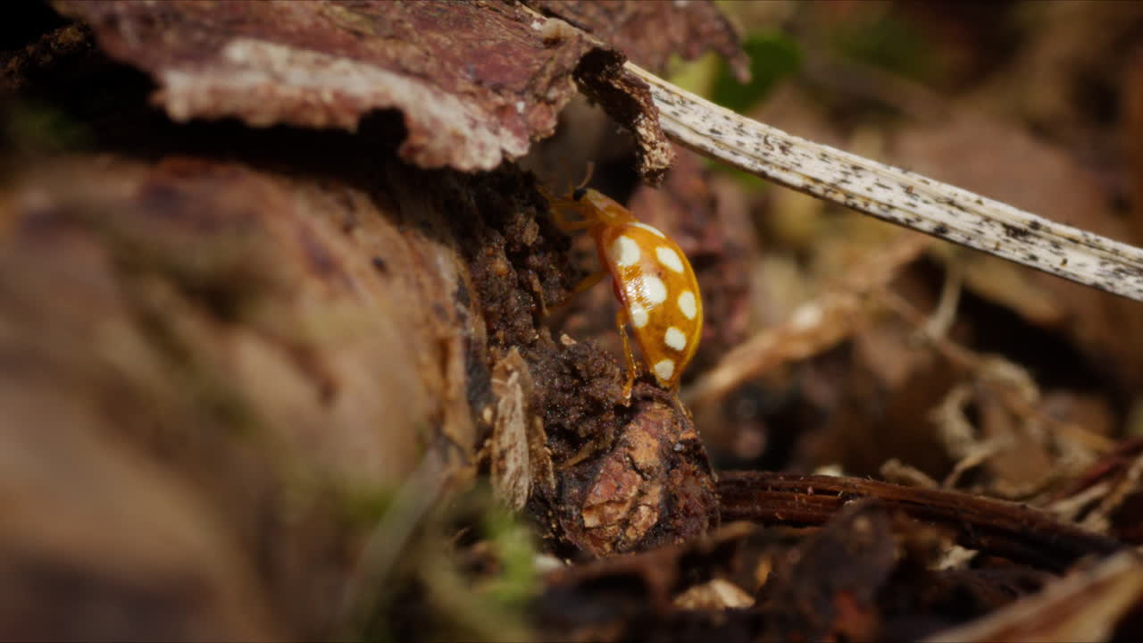 Orange Ladybug scurries along organic detritus of forest floor, macro low angle