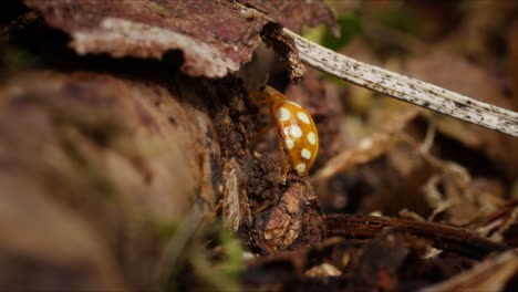 Orange-Ladybug-scurries-along-organic-detritus-of-forest-floor,-macro-low-angle